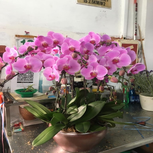 Phalaenopsis (2)