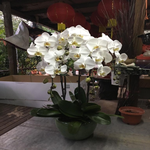 Phalaenopsis (1)